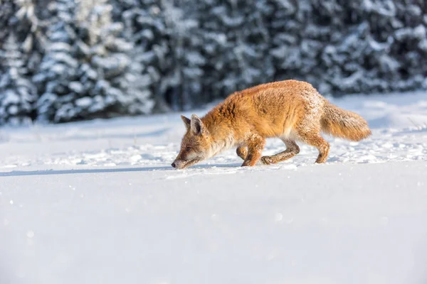 Red Fox Vulpes Vulpes Bushy Tail Hunting Snow Winter Algonquin — Stock Fotó
