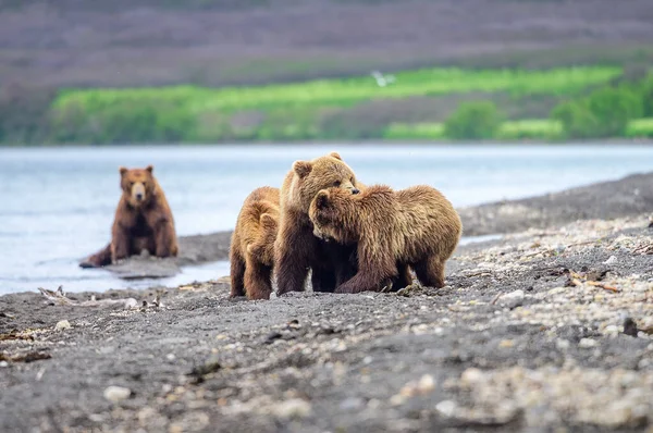 Governando Paisagem Ursos Pardos Kamchatka Ursus Arctos Beringianus — Fotografia de Stock