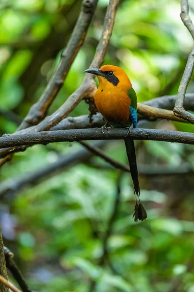 Broad Billed Motmot Electron Platyrhynchum Species Bird Family Momotidae Found — стоковое фото