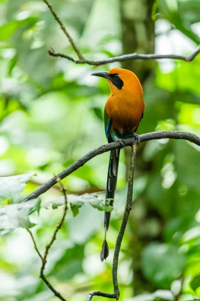 モットー Electron Platyrynchum モットデイ科の鳥類の一種である 中央アメリカ全土で見られる — ストック写真