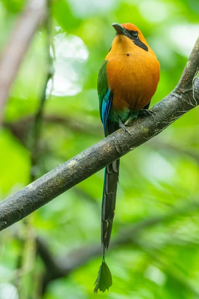 Broad Billed Motmot Electron Platyrhynchum Species Bird Family Momotidae Found — стоковое фото