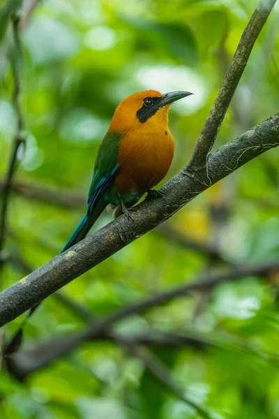 Broad Billed Motmot Electron Platyrhynchum Species Bird Family Momotidae Found — Zdjęcie stockowe