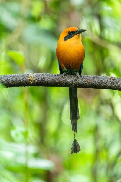 The broad-billed motmot (Electron platyrhynchum) is a species of bird in the family Momotidae. It is found throughout Central America