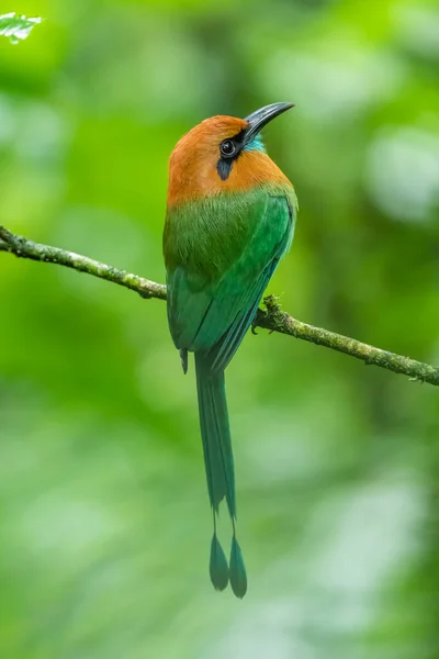 モットー Electron Platyrynchum モットデイ科の鳥類の一種である 中央アメリカ全土で見られる — ストック写真