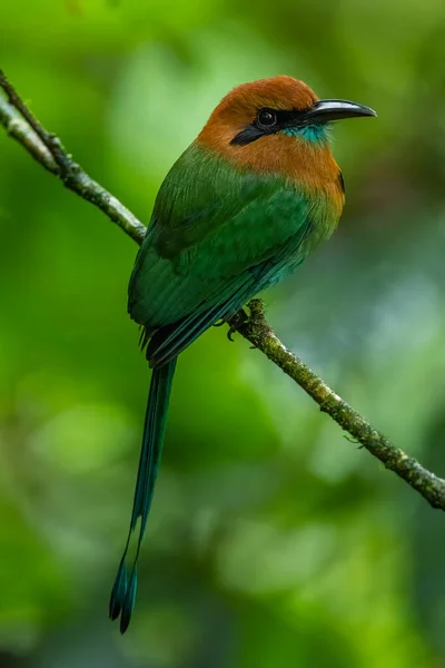 Broad Billed Motmot Electron Platyrhynchum Species Bird Family Momotidae Found — стоковое фото