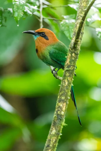 The broad-billed motmot (Electron platyrhynchum) is a species of bird in the family Momotidae. It is found throughout Central America