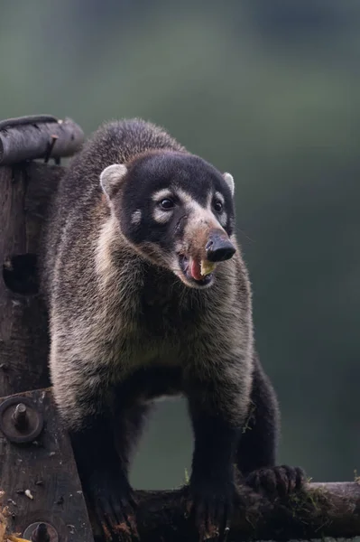 White Nosed Coati Nasua Narica Mammal Standing Rain Forest America — стоковое фото