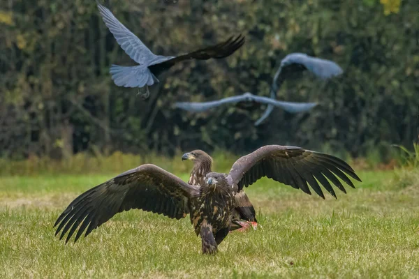 Seeadler Haliaeetus Albicilla Flug Auch Als Seeadler Seeadler Seeadler Und — Stockfoto