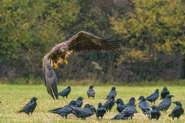 Águila Cola Blanca Haliaeetus Albicilla Vuelo También Conocido Como Ern — Foto de Stock