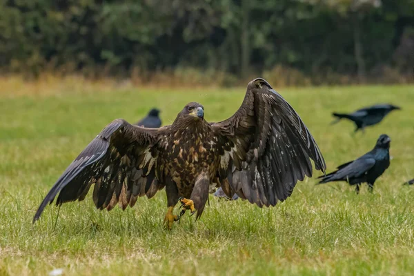 Águila Cola Blanca Haliaeetus Albicilla Vuelo También Conocido Como Ern — Foto de Stock