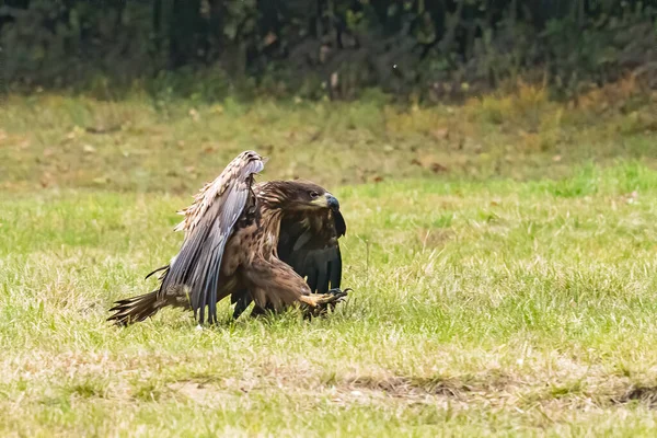 White Tailed Eagle Haliaeetus Albicilla Flygning Även Känd Som Ern — Stockfoto