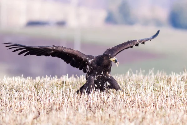 Águila Cola Blanca Haliaeetus Albicilla Vuelo También Conocido Como Ern — Foto de Stock