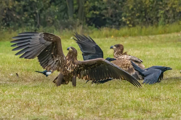 White Tailed Eagle Haliaeetus Albicilla Flygning Även Känd Som Ern — Stockfoto