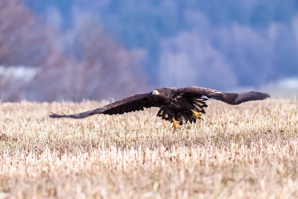 Beyaz Kuyruklu Kartal (Haliaeetus albicilla) havada. Ayrıca ern, erne, gri kartal, Avrasya deniz kartalı ve beyaz kuyruklu deniz kartalı olarak da bilinir. Kanatlar açılsın. Polonya, Avrupa. Yırtıcı kuşlar.