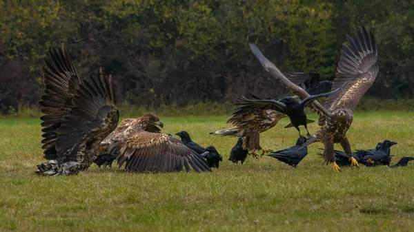 White Tailed Eagle Haliaeetus Albicilla Flight Also Known Ern Erne — Fotografia de Stock