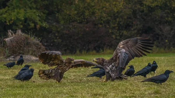 Orel Běloocasý Haliaeetus Albicilla Letu Také Známý Jako Erne Erne — Stock fotografie