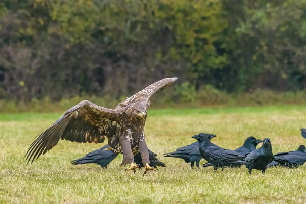 Seeadler Haliaeetus Albicilla Flug Auch Als Seeadler Seeadler Seeadler Und — Stockfoto