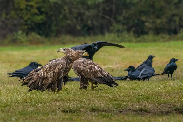 White Tailed Eagle Haliaeetus Albicilla Flight Also Known Ern Erne — Fotografia de Stock