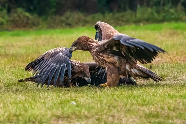 White Tailed Eagle Haliaeetus Albicilla Flight Also Known Ern Erne — Fotografia de Stock