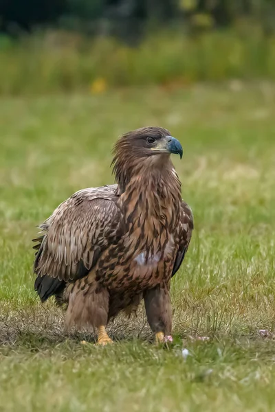 White Tailed Eagle Haliaeetus Albicilla Flight Also Known Ern Erne — Stok fotoğraf