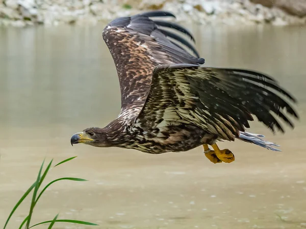 White Tailed Eagle Haliaeetus Albicilla Flight Also Known Ern Erne — Stok fotoğraf