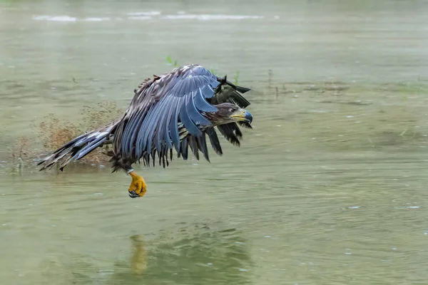 White Tailed Eagle Haliaeetus Albicilla Flight Also Known Ern Erne — Stock Fotó