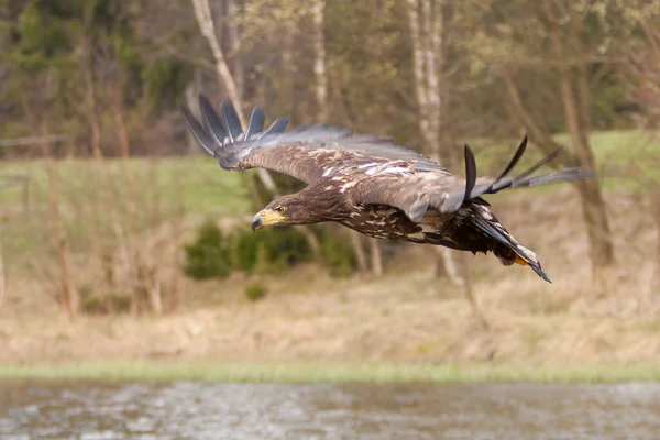 Beyaz Kuyruklu Kartal (Haliaeetus albicilla) havada. Ayrıca ern, erne, gri kartal, Avrasya deniz kartalı ve beyaz kuyruklu deniz kartalı olarak da bilinir. Kanatlar açılsın. Polonya, Avrupa. Yırtıcı kuşlar.