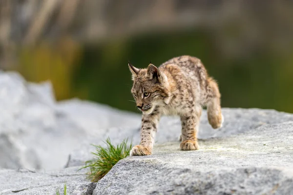 Ağaç gövdesi ile yeşil orman Lynx. Doğadan yaban hayatı sahne. Bayağı vaşak, hayvan davranış habitat içinde oynamaya. Almanya'dan vahşi kedi. Ağaçların arasında vahşi Bobcat