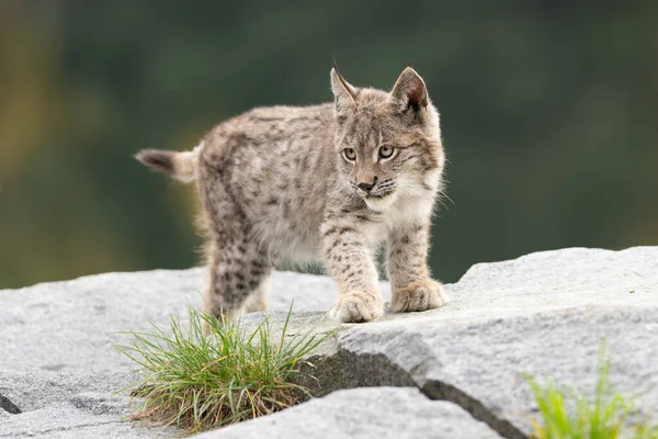 Ağaç gövdesi ile yeşil orman Lynx. Doğadan yaban hayatı sahne. Bayağı vaşak, hayvan davranış habitat içinde oynamaya. Almanya'dan vahşi kedi. Ağaçların arasında vahşi Bobcat