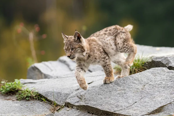 Ağaç gövdesi ile yeşil orman Lynx. Doğadan yaban hayatı sahne. Bayağı vaşak, hayvan davranış habitat içinde oynamaya. Almanya'dan vahşi kedi. Ağaçların arasında vahşi Bobcat