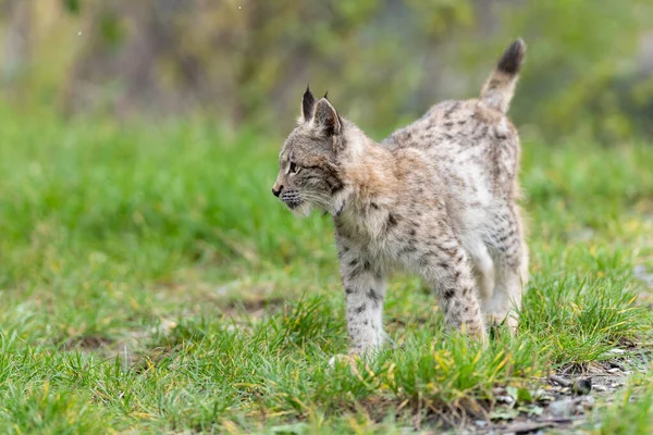 Ağaç gövdesi ile yeşil orman Lynx. Doğadan yaban hayatı sahne. Bayağı vaşak, hayvan davranış habitat içinde oynamaya. Almanya'dan vahşi kedi. Ağaçların arasında vahşi Bobcat