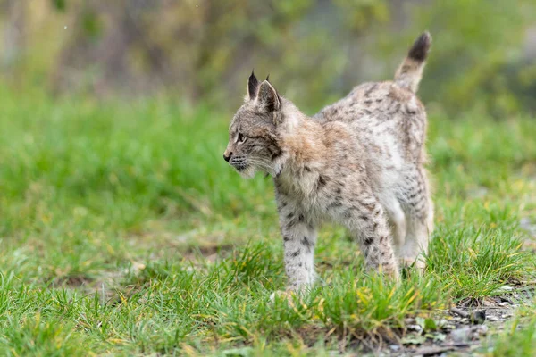 Lynx Törzse Zöld Erdőben Vadon Élő Jelenet Természet Eurázsiai Hiúz — Stock Fotó