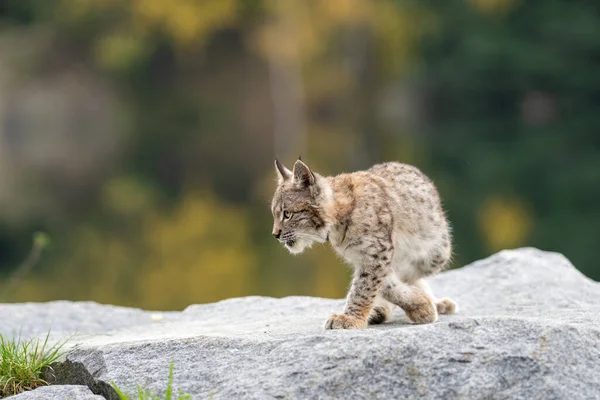 Ağaç gövdesi ile yeşil orman Lynx. Doğadan yaban hayatı sahne. Bayağı vaşak, hayvan davranış habitat içinde oynamaya. Almanya'dan vahşi kedi. Ağaçların arasında vahşi Bobcat