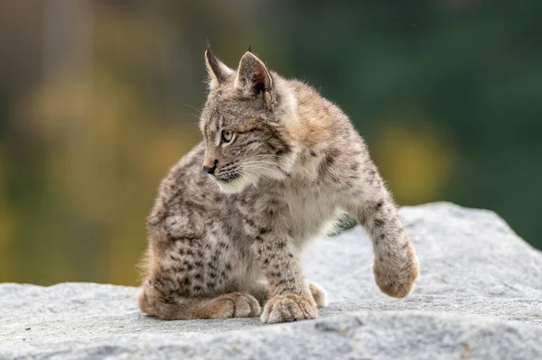 Ağaç gövdesi ile yeşil orman Lynx. Doğadan yaban hayatı sahne. Bayağı vaşak, hayvan davranış habitat içinde oynamaya. Almanya'dan vahşi kedi. Ağaçların arasında vahşi Bobcat