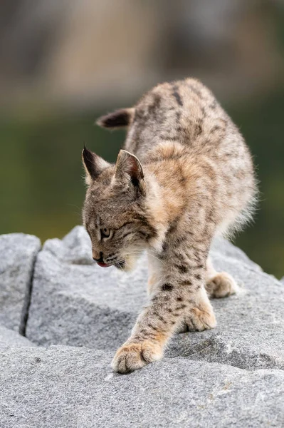 Ağaç gövdesi ile yeşil orman Lynx. Doğadan yaban hayatı sahne. Bayağı vaşak, hayvan davranış habitat içinde oynamaya. Almanya'dan vahşi kedi. Ağaçların arasında vahşi Bobcat