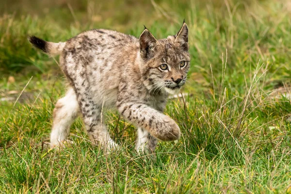 Ağaç gövdesi ile yeşil orman Lynx. Doğadan yaban hayatı sahne. Bayağı vaşak, hayvan davranış habitat içinde oynamaya. Almanya'dan vahşi kedi. Ağaçların arasında vahşi Bobcat