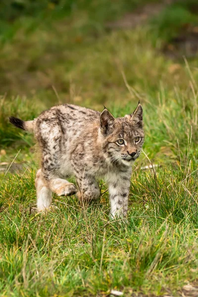 Ağaç gövdesi ile yeşil orman Lynx. Doğadan yaban hayatı sahne. Bayağı vaşak, hayvan davranış habitat içinde oynamaya. Almanya'dan vahşi kedi. Ağaçların arasında vahşi Bobcat