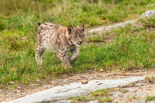 Ağaç gövdesi ile yeşil orman Lynx. Doğadan yaban hayatı sahne. Bayağı vaşak, hayvan davranış habitat içinde oynamaya. Almanya'dan vahşi kedi. Ağaçların arasında vahşi Bobcat