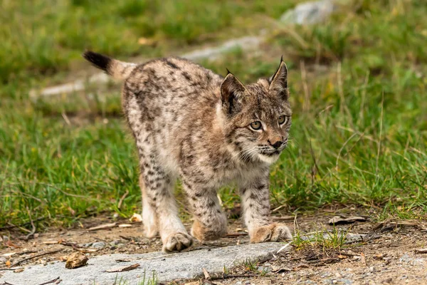 Ağaç gövdesi ile yeşil orman Lynx. Doğadan yaban hayatı sahne. Bayağı vaşak, hayvan davranış habitat içinde oynamaya. Almanya'dan vahşi kedi. Ağaçların arasında vahşi Bobcat