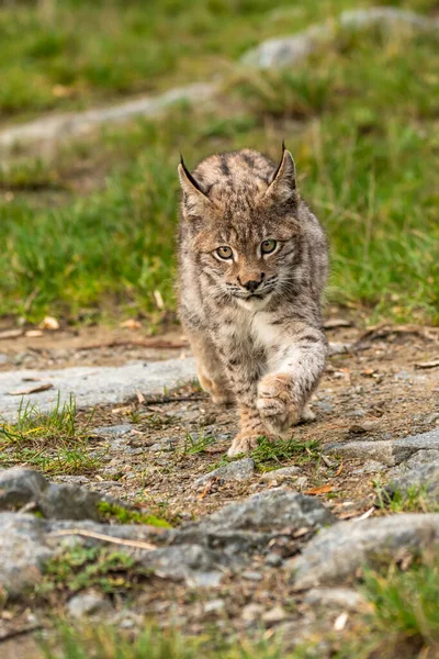 Ağaç gövdesi ile yeşil orman Lynx. Doğadan yaban hayatı sahne. Bayağı vaşak, hayvan davranış habitat içinde oynamaya. Almanya'dan vahşi kedi. Ağaçların arasında vahşi Bobcat
