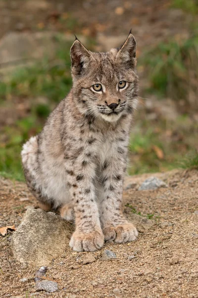 Ağaç gövdesi ile yeşil orman Lynx. Doğadan yaban hayatı sahne. Bayağı vaşak, hayvan davranış habitat içinde oynamaya. Almanya'dan vahşi kedi. Ağaçların arasında vahşi Bobcat