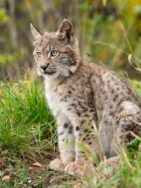 Ağaç gövdesi ile yeşil orman Lynx. Doğadan yaban hayatı sahne. Bayağı vaşak, hayvan davranış habitat içinde oynamaya. Almanya'dan vahşi kedi. Ağaçların arasında vahşi Bobcat
