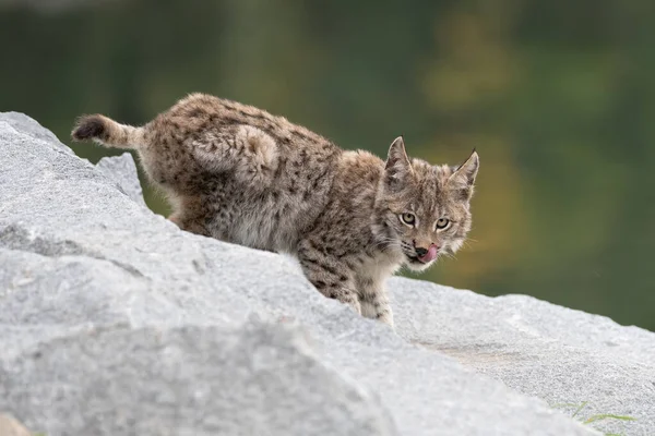 Ağaç gövdesi ile yeşil orman Lynx. Doğadan yaban hayatı sahne. Bayağı vaşak, hayvan davranış habitat içinde oynamaya. Almanya'dan vahşi kedi. Ağaçların arasında vahşi Bobcat