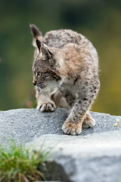 Ağaç gövdesi ile yeşil orman Lynx. Doğadan yaban hayatı sahne. Bayağı vaşak, hayvan davranış habitat içinde oynamaya. Almanya'dan vahşi kedi. Ağaçların arasında vahşi Bobcat