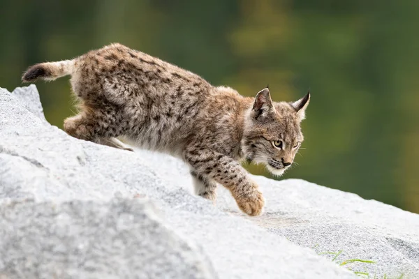 Ağaç gövdesi ile yeşil orman Lynx. Doğadan yaban hayatı sahne. Bayağı vaşak, hayvan davranış habitat içinde oynamaya. Almanya'dan vahşi kedi. Ağaçların arasında vahşi Bobcat
