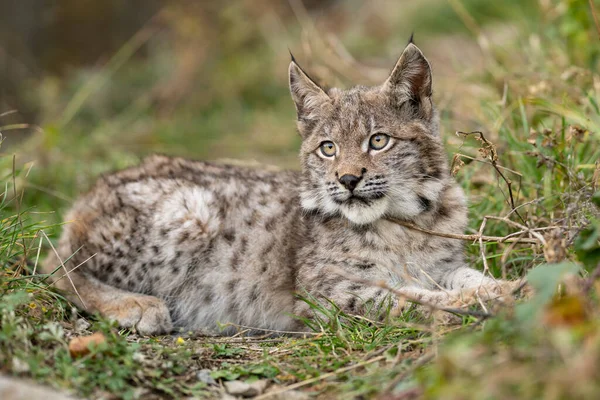 Ağaç gövdesi ile yeşil orman Lynx. Doğadan yaban hayatı sahne. Bayağı vaşak, hayvan davranış habitat içinde oynamaya. Almanya'dan vahşi kedi. Ağaçların arasında vahşi Bobcat
