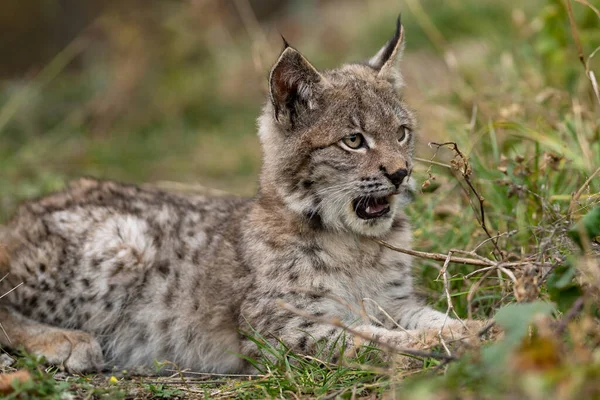Ağaç gövdesi ile yeşil orman Lynx. Doğadan yaban hayatı sahne. Bayağı vaşak, hayvan davranış habitat içinde oynamaya. Almanya'dan vahşi kedi. Ağaçların arasında vahşi Bobcat