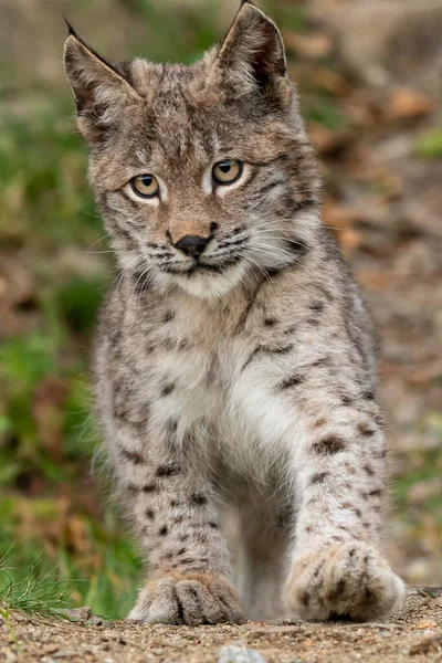 Ağaç gövdesi ile yeşil orman Lynx. Doğadan yaban hayatı sahne. Bayağı vaşak, hayvan davranış habitat içinde oynamaya. Almanya'dan vahşi kedi. Ağaçların arasında vahşi Bobcat