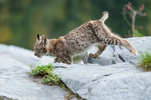 Ağaç gövdesi ile yeşil orman Lynx. Doğadan yaban hayatı sahne. Bayağı vaşak, hayvan davranış habitat içinde oynamaya. Almanya'dan vahşi kedi. Ağaçların arasında vahşi Bobcat