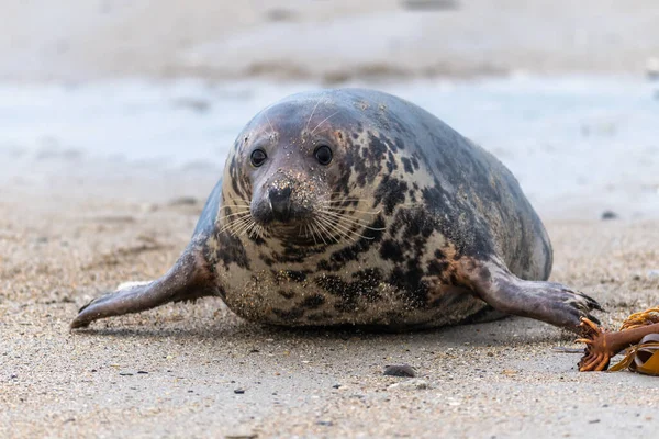 Harbor Seal Phoca Vitulina Okraji Oceánu — Stock fotografie
